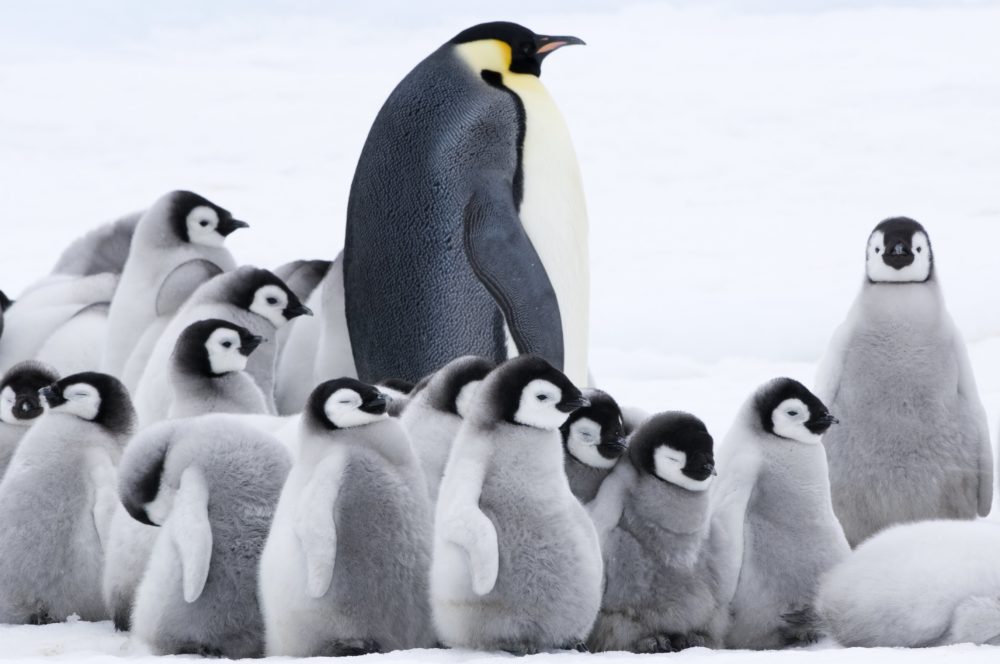Pif ci racconta l’avventura di un giovane pinguino nell’emozionante docufilm La Marcia dei Pinguini – Il Richiamo