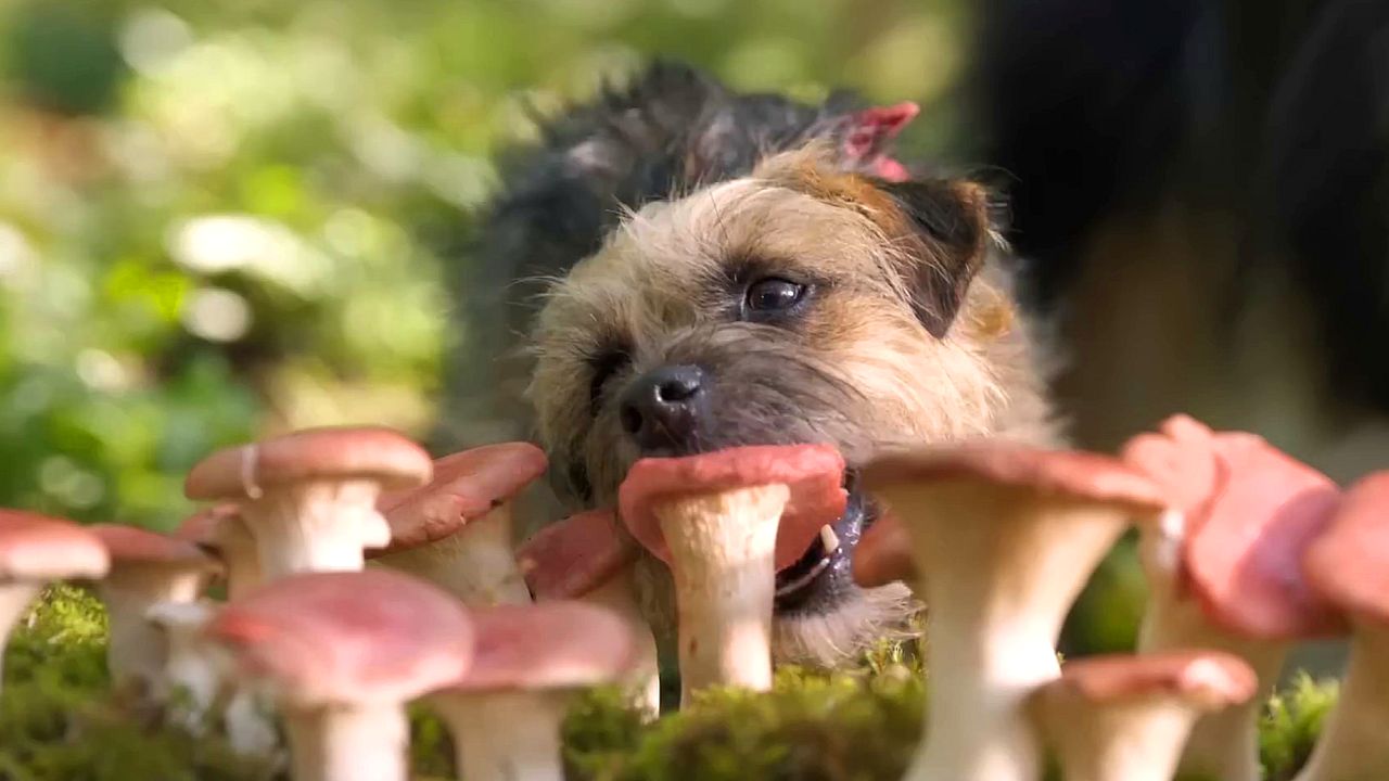 Doggy Style: il trailer della commedia vietata ai minori in arrivo nelle sale prossimamente